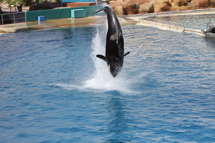 Marineland - Orgues - 018